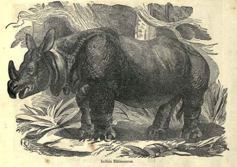 Encyclopedia of animated nature 1856 Indian