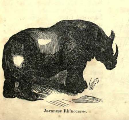Encyclopedia of animated nature 1856 Javanese