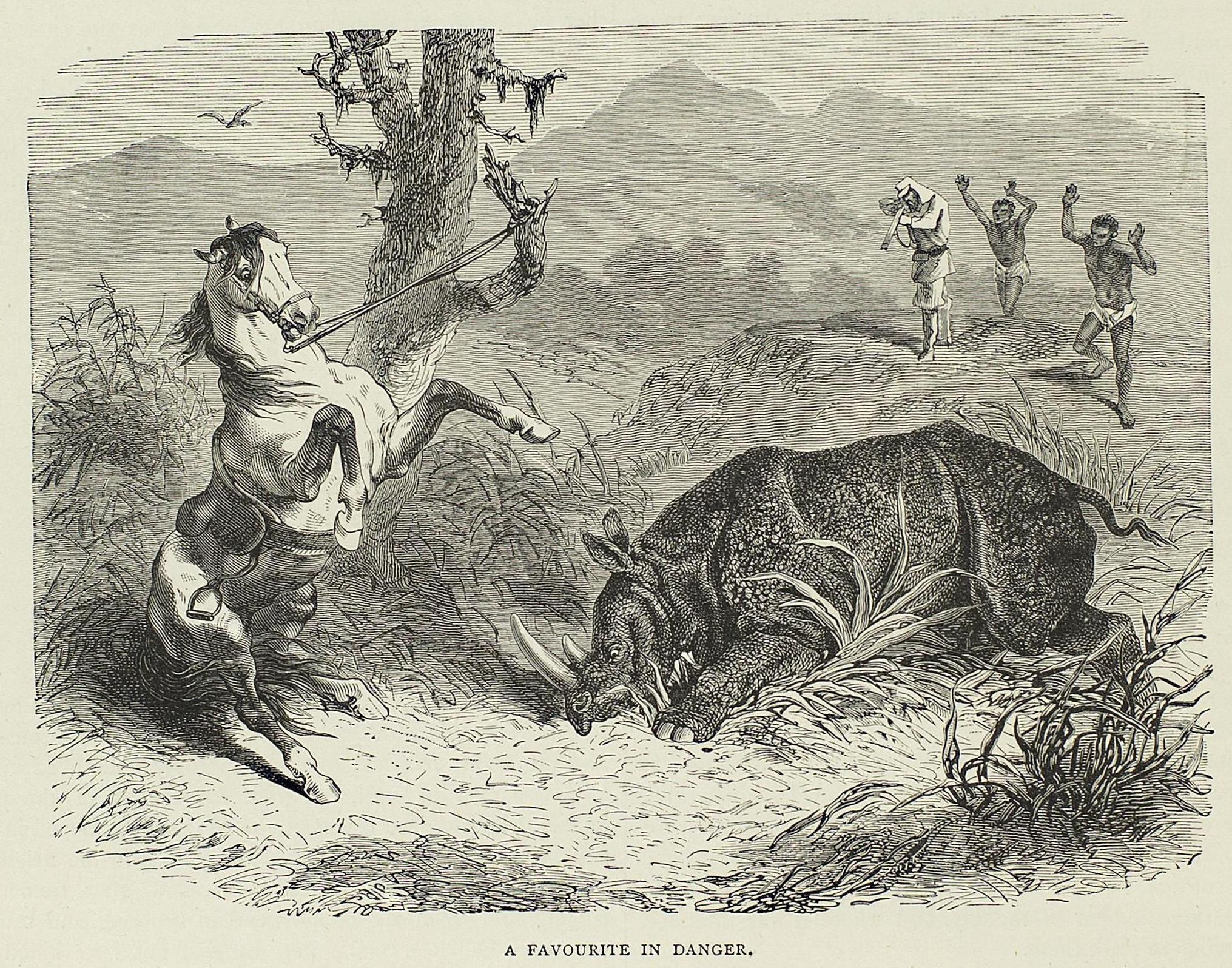 Favourite attacking horse