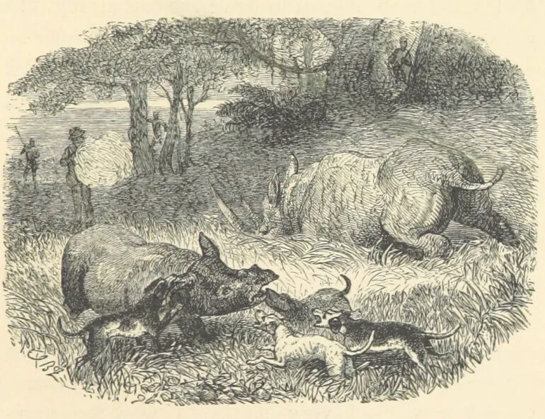 Black rhino asleep — Rhino Resource Center