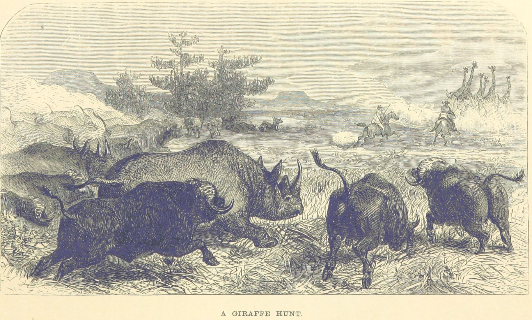 Giraffe Hunt 1863
