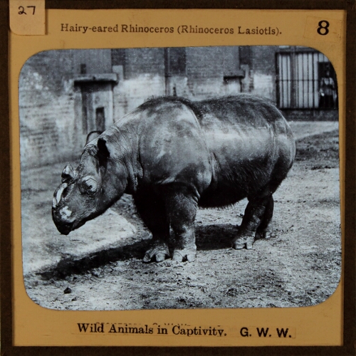 Glass slide of R. lasiotis