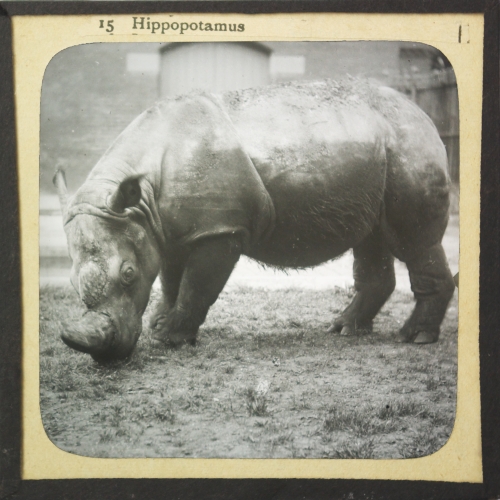 Glass slide of Sumatran rhino