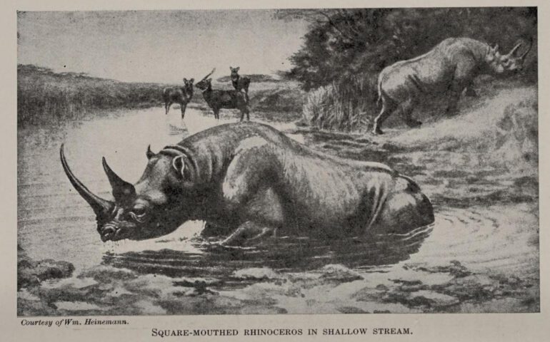 Square-mouthed in shallow stream