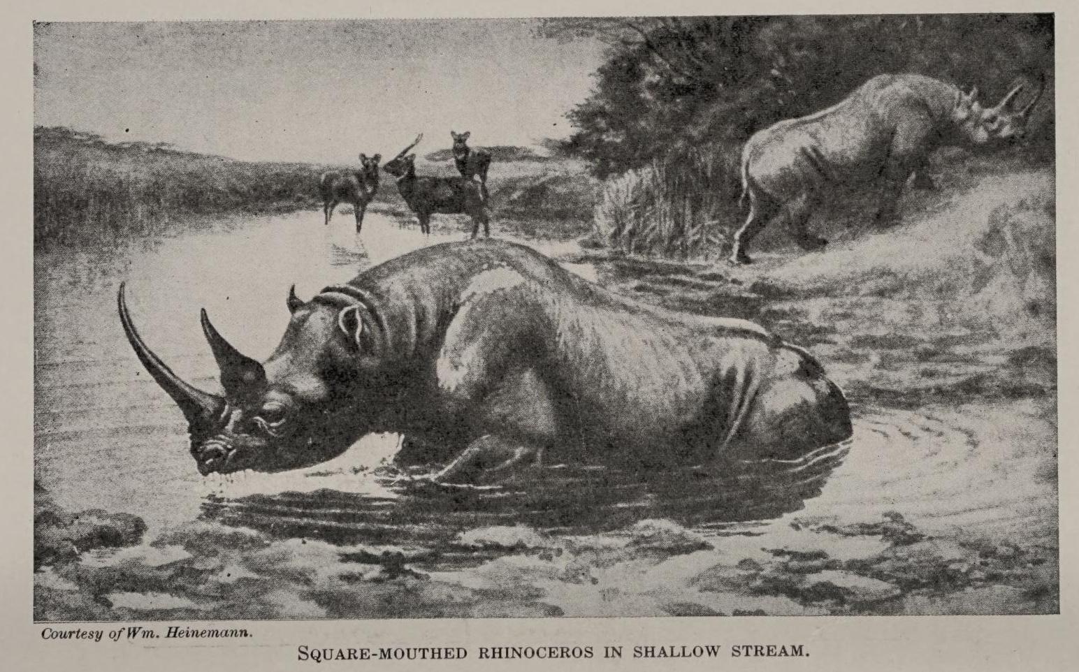 Square-mouthed in shallow stream