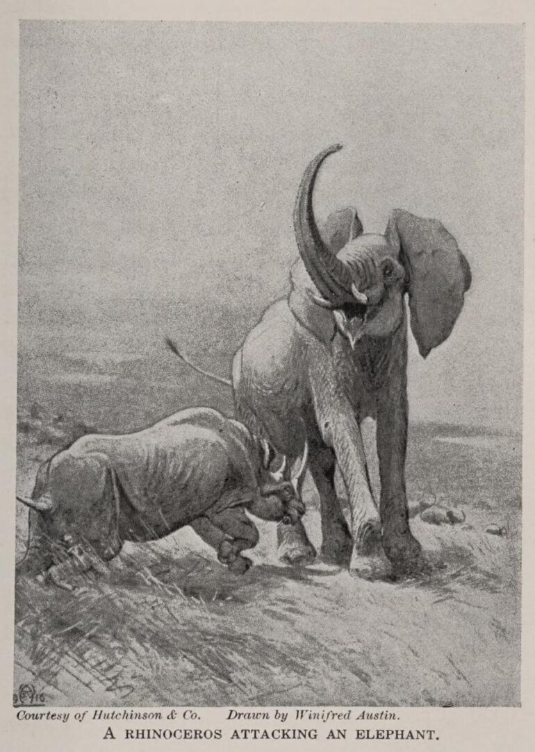 Rhino attacks elepehant 1927