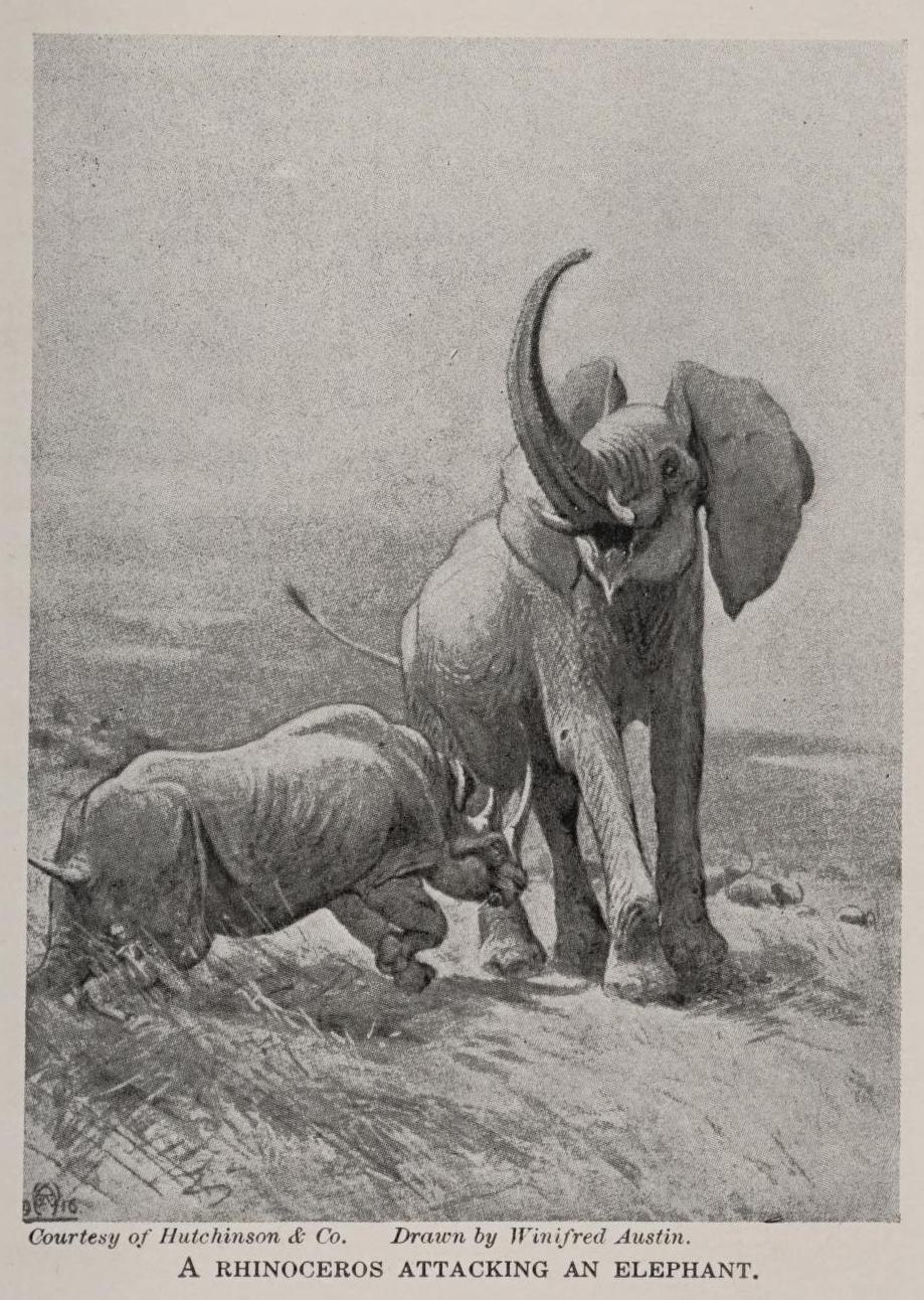 Rhino attacks elepehant 1927