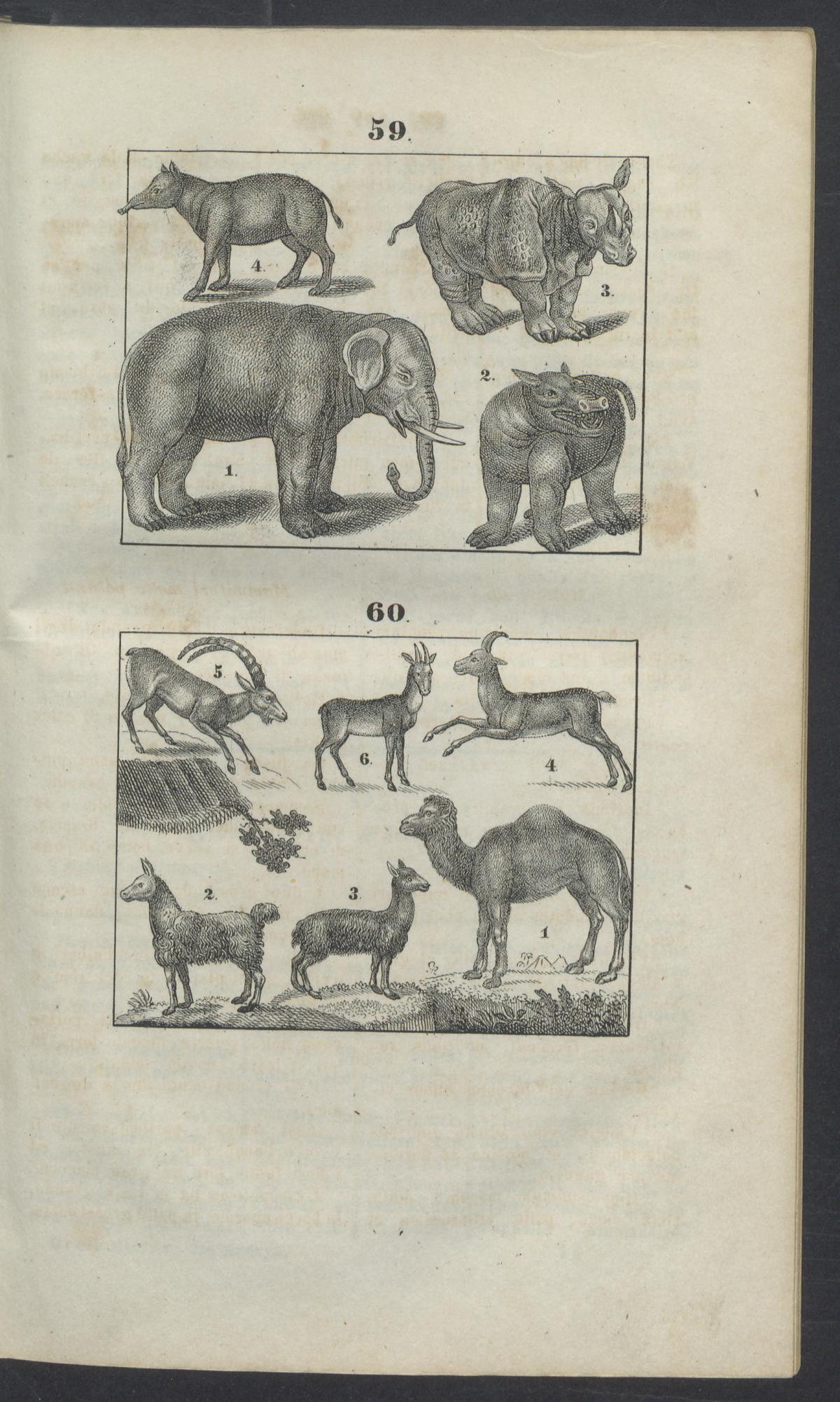 Gailer 1842 mammalia