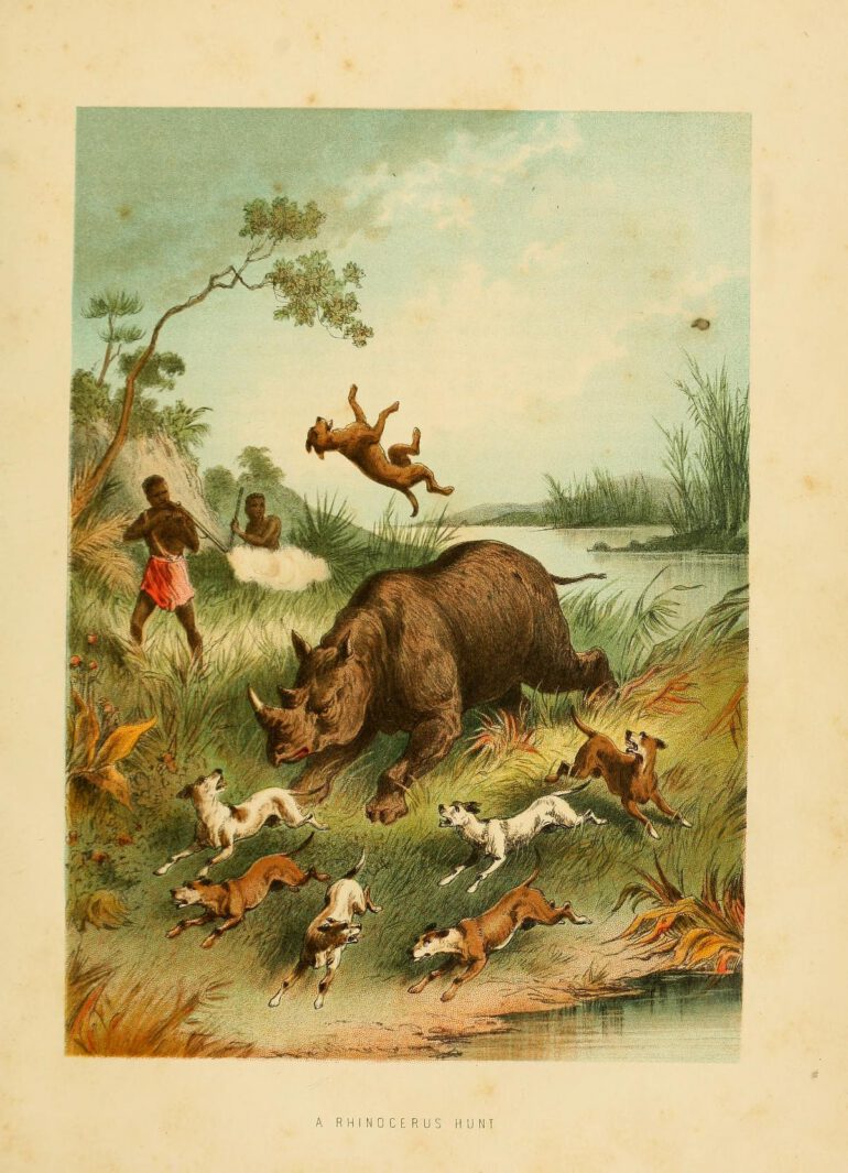 Murdoch 1870 Rhino Hunt