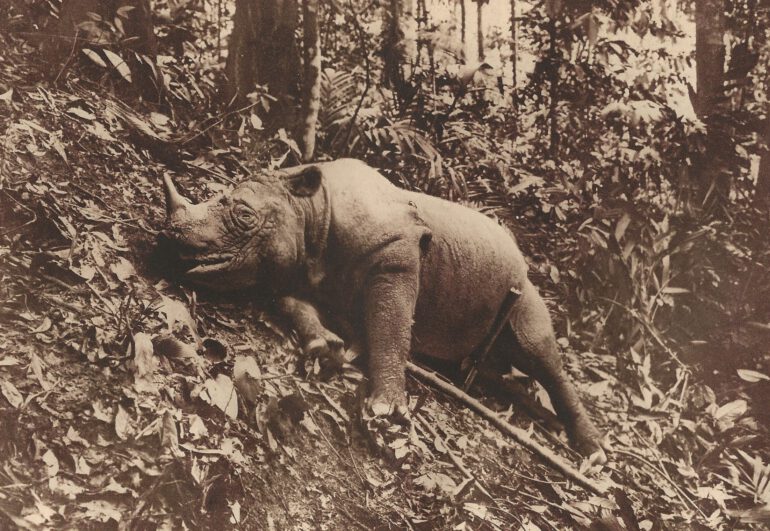 Hubback 1939 Malaysia