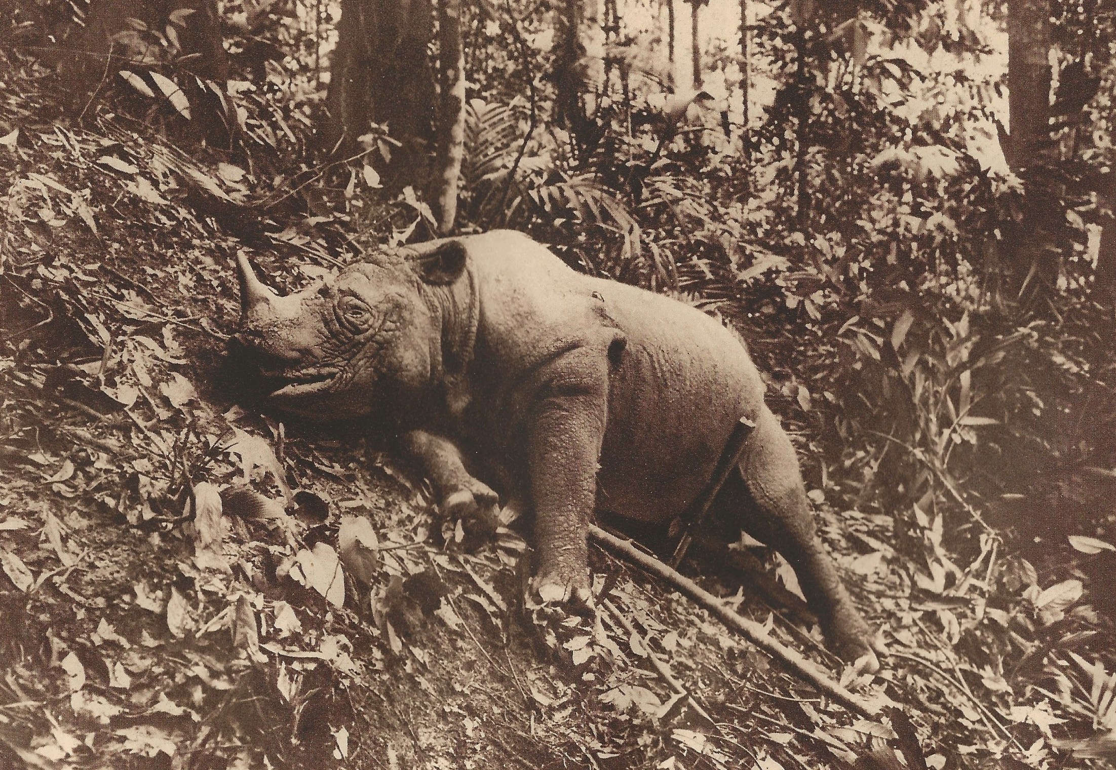 Hubback 1939 Malaysia