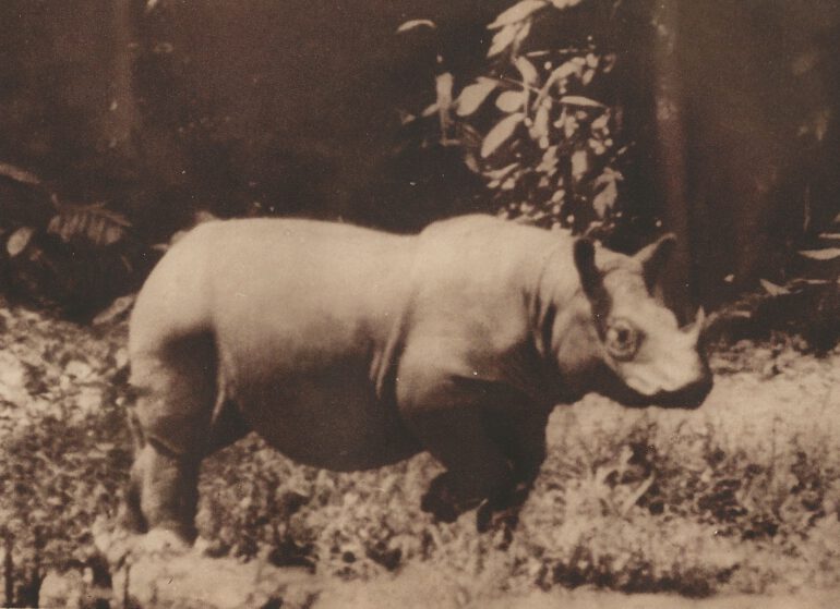 Hubback 1939 Malaysia