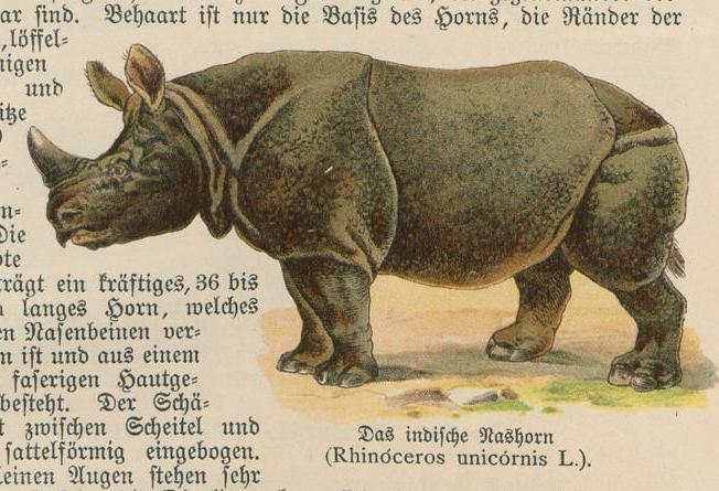 Dalitzsch Naturgeschichte 1900
