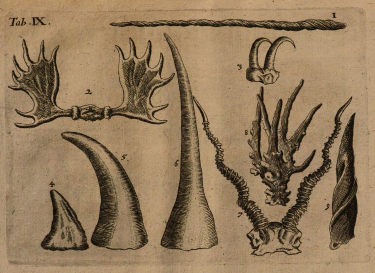 Gottorffische Kunstkammer 1674