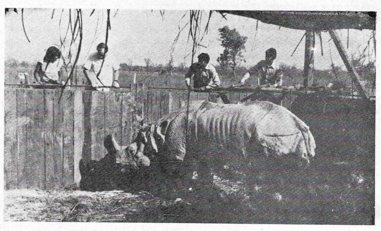 Dudhwa 1984 Translocation