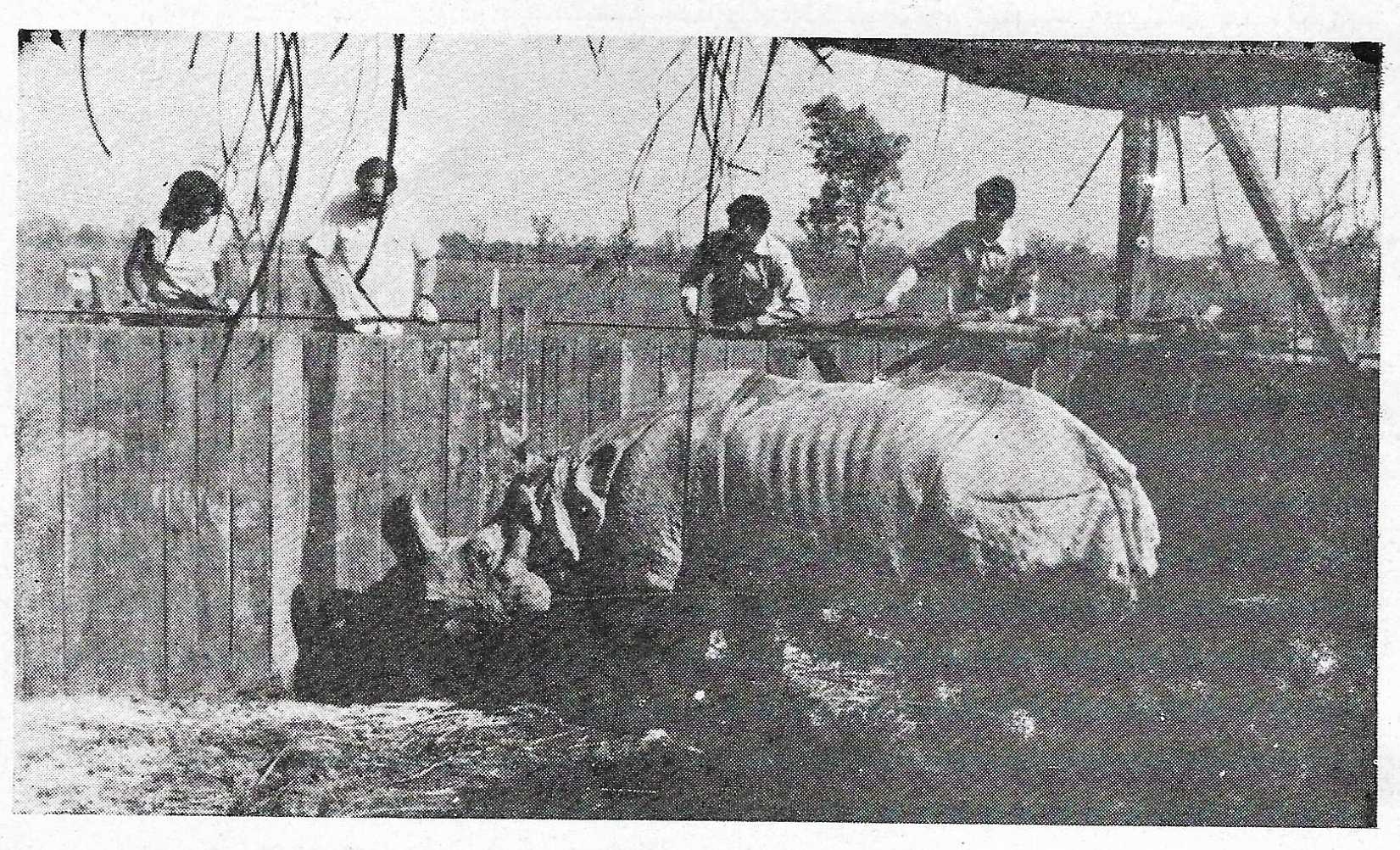 Dudhwa 1984 Translocation