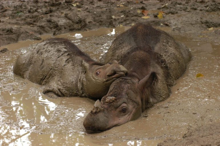 Sumatran Rhino Andalas