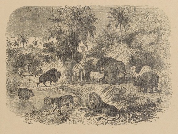 Animaux sauvages 1920 Lion