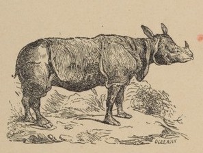 Animaux sauvages 1920 Vignette