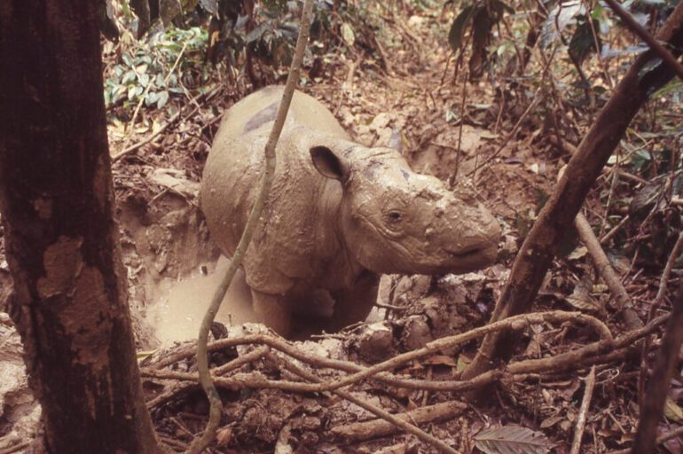 Way Kambas – Sumatran rhino