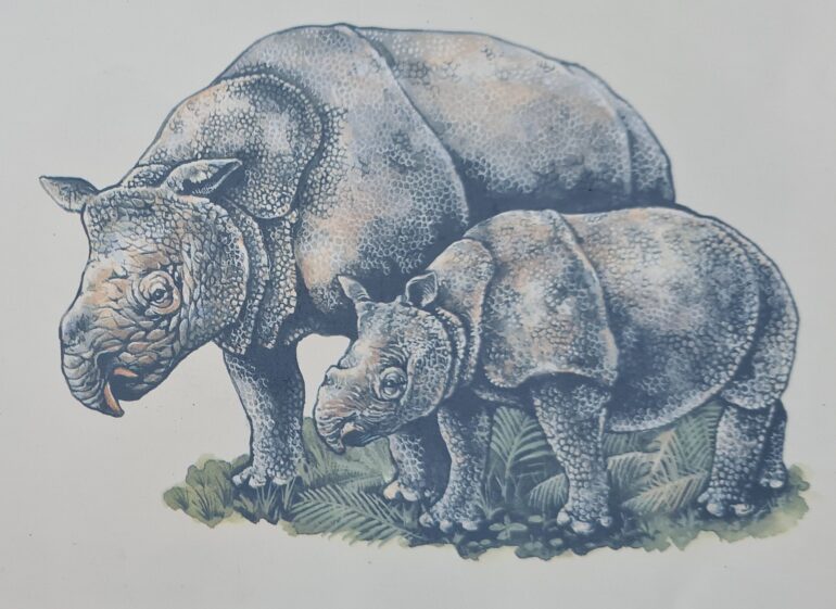 Javan rhino mother and calf