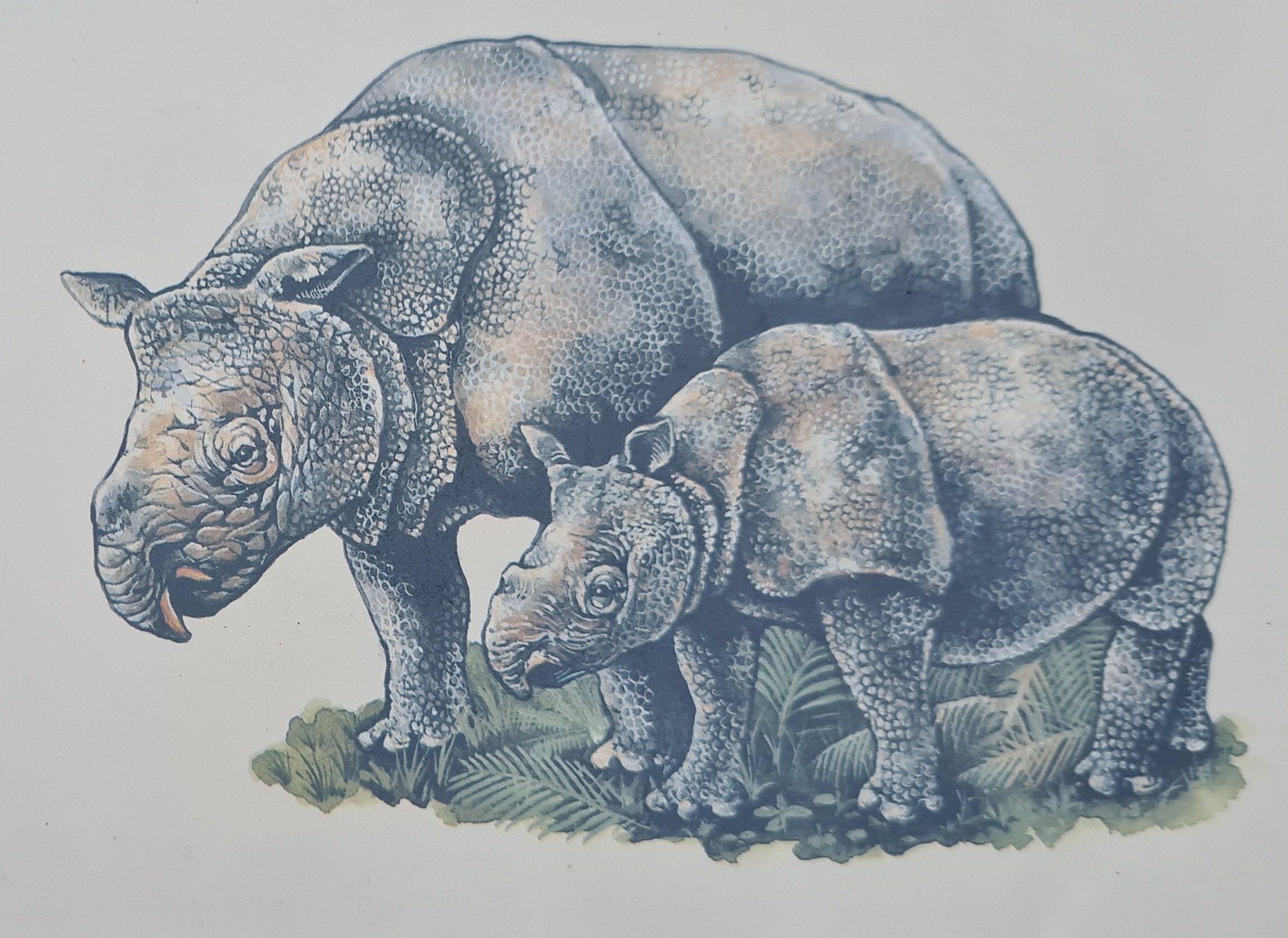 Javan rhino mother and calf