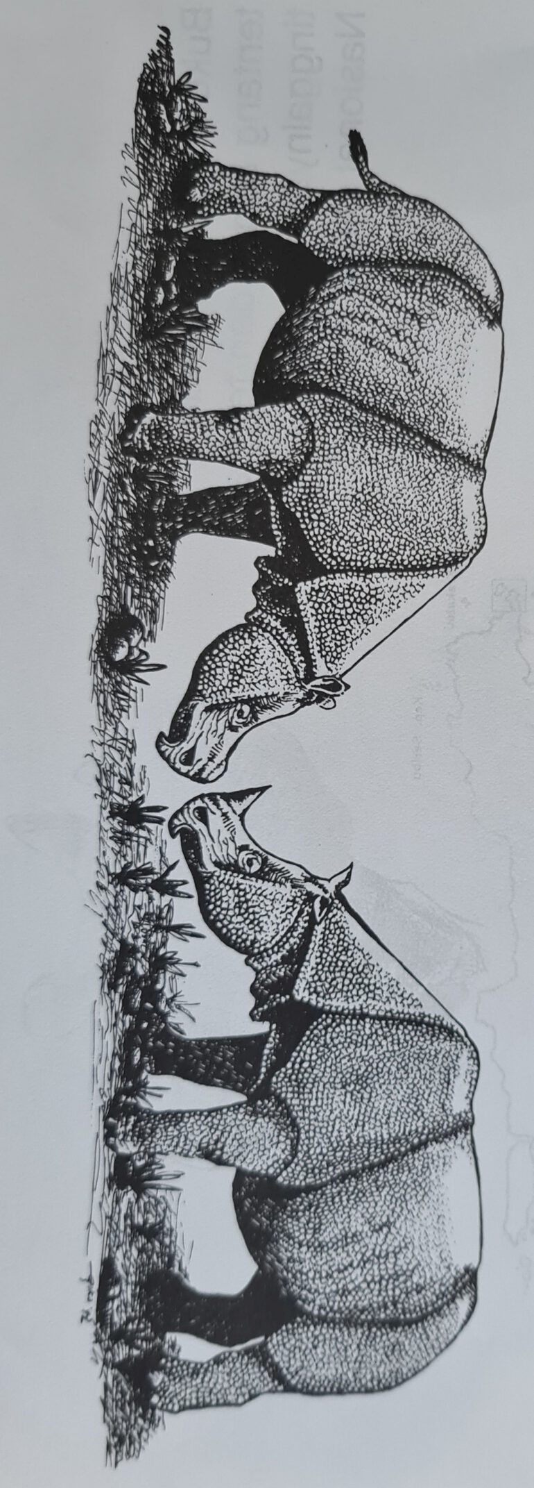 Two Javan rhino 1992