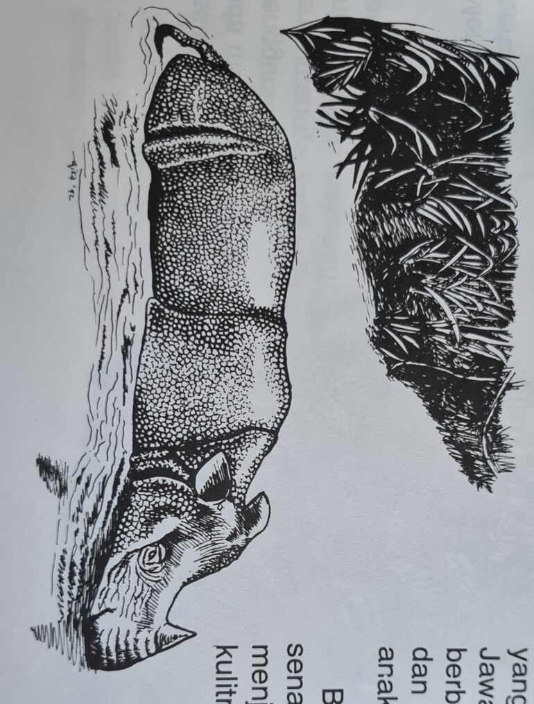 Javan rhino in water