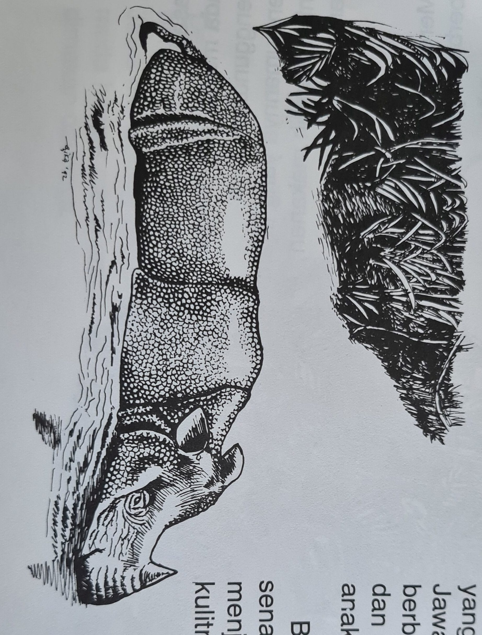 Javan rhino in water