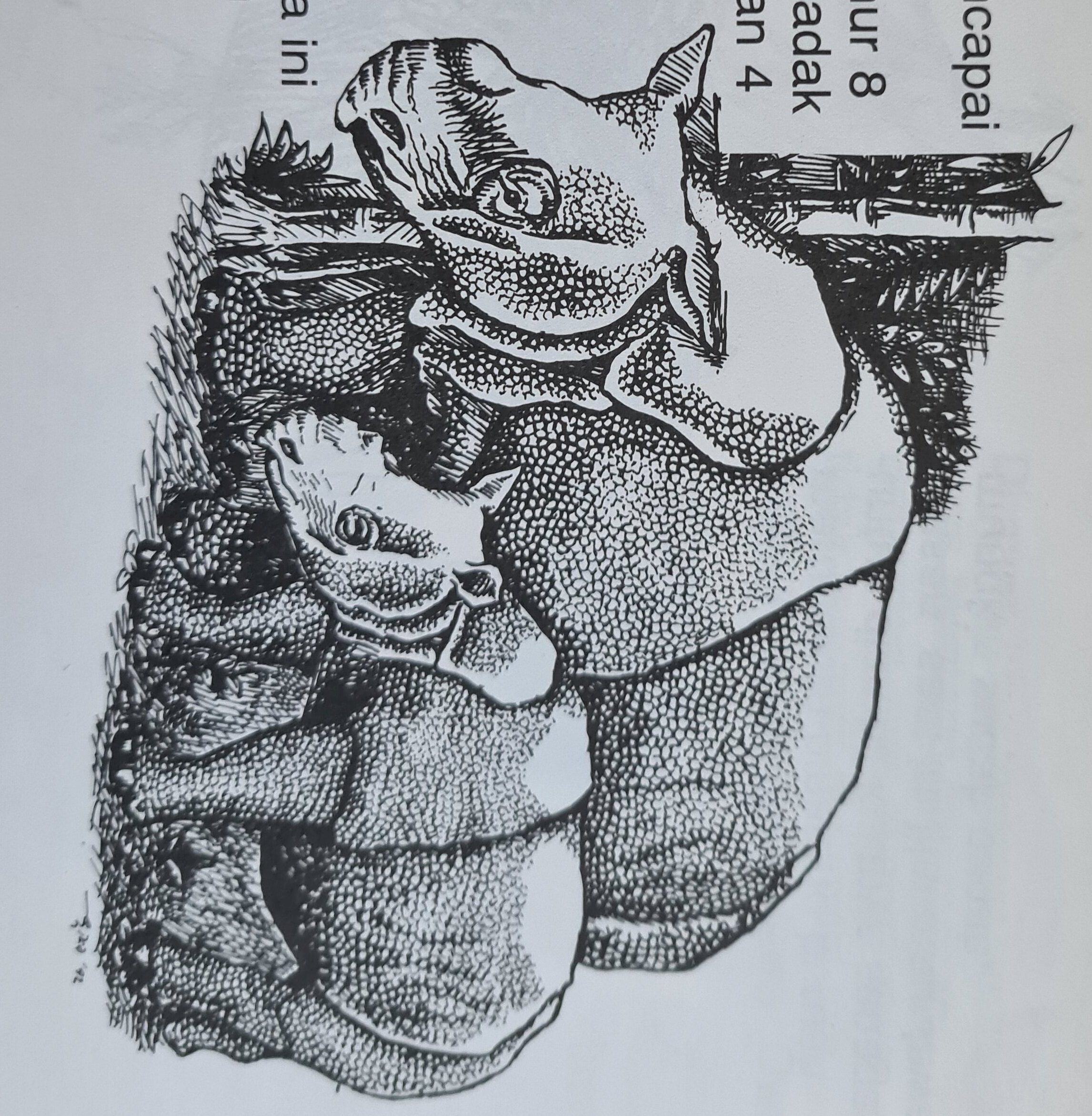 Two Javan rhino 1992