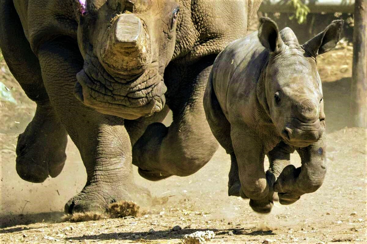Male Southern White rhinoceros calf ‘Shaka’ at San Antonio Zoo