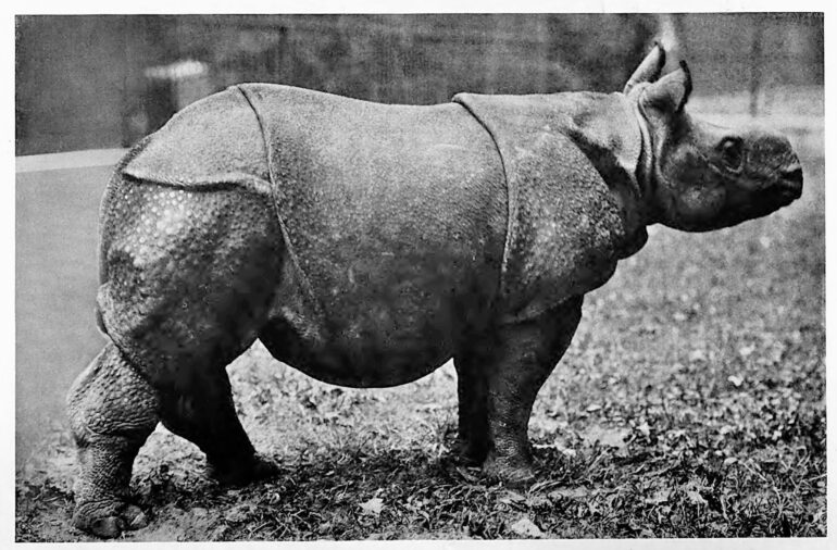 Young female Indian rhinoceros ‘Bessie’ at the New York Bronx Zoo