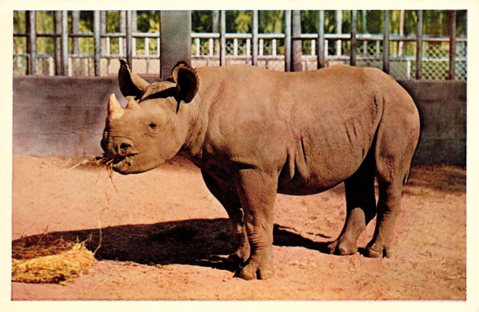Sally, the Black rhinoceros at the San Diego Zoo