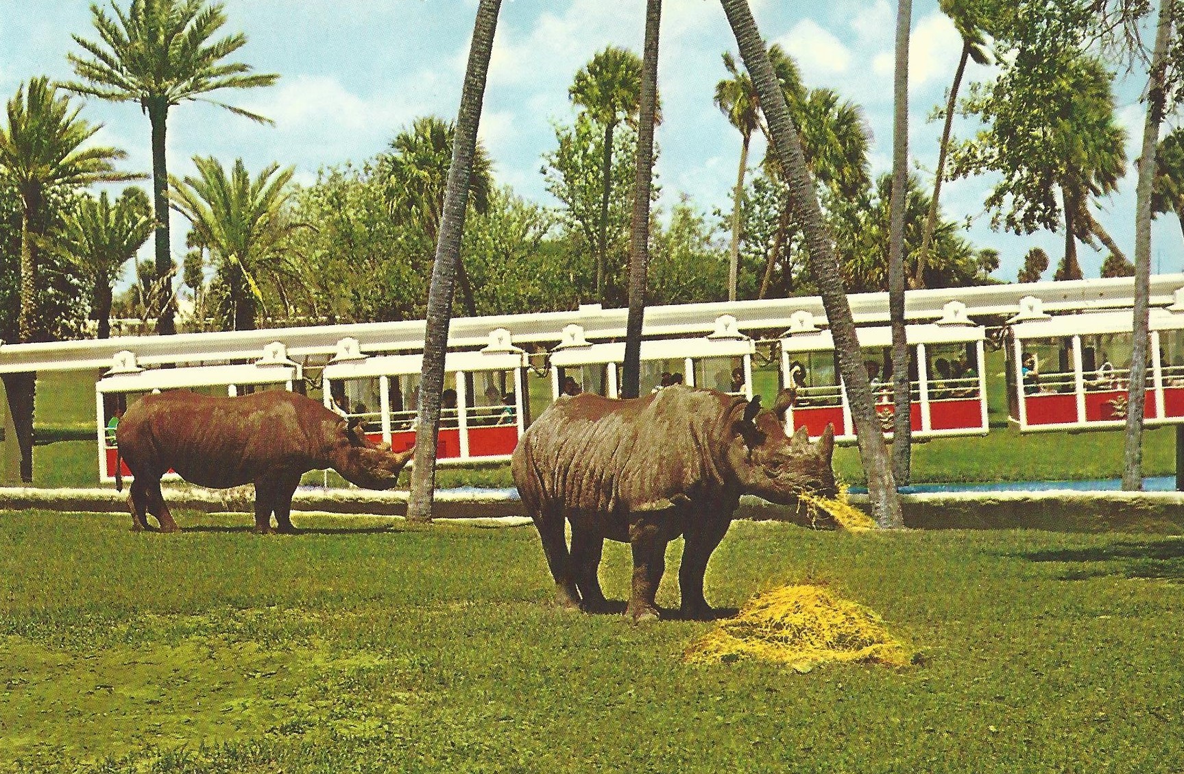 Black rhinoceros at Busch Gardens, Tampa, Florida