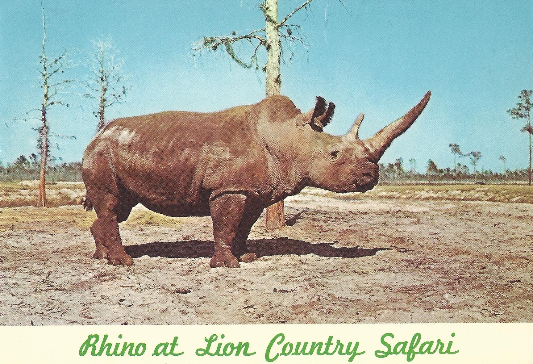 ‘Gus’ the famous Northern White rhino