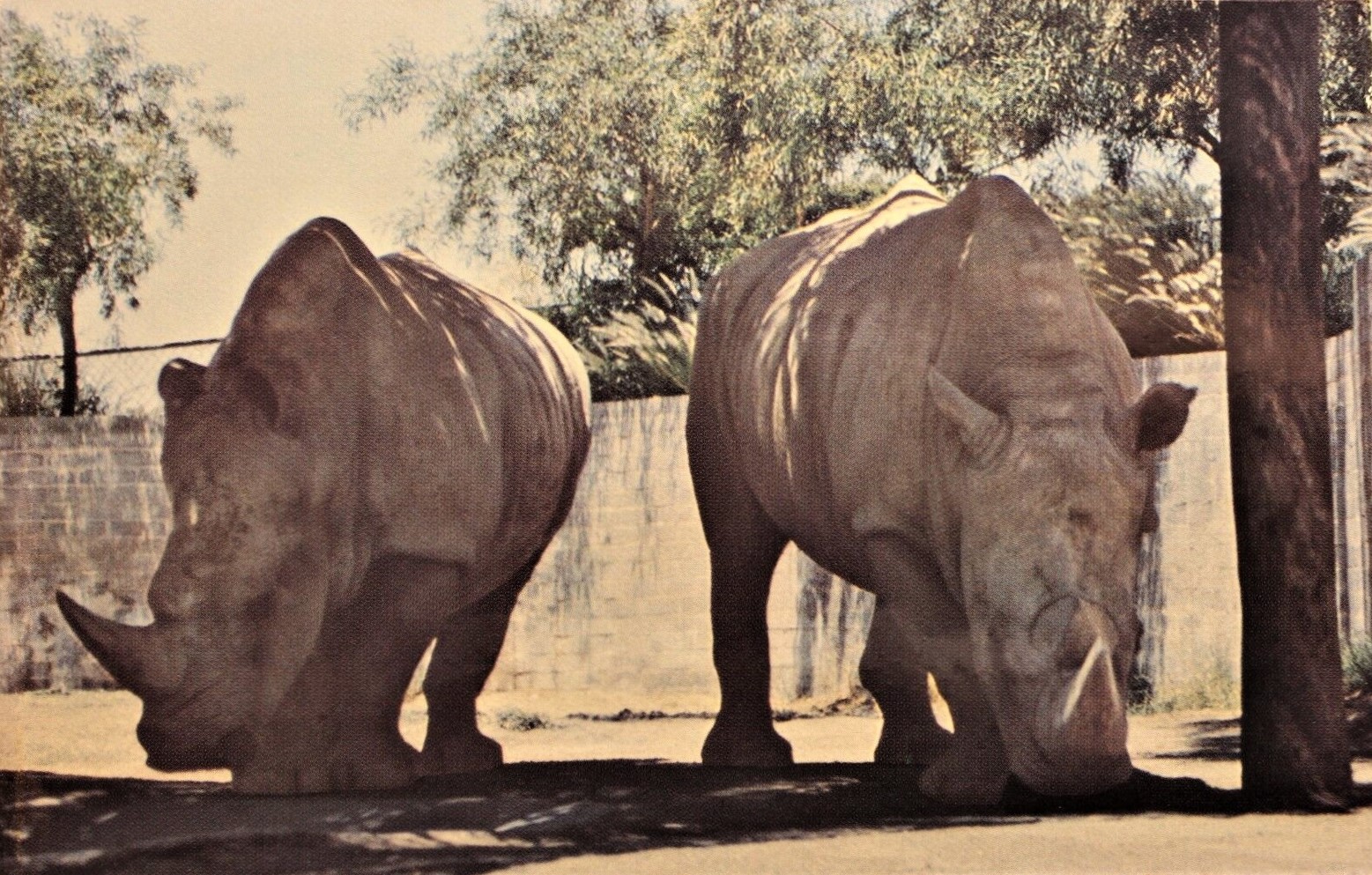 Southern White rhinoceros at the Phoenix Zoo, Arizona