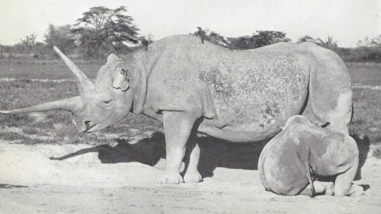 Black rhinoceros cow “Gladys” and calf at Amboseli National Park