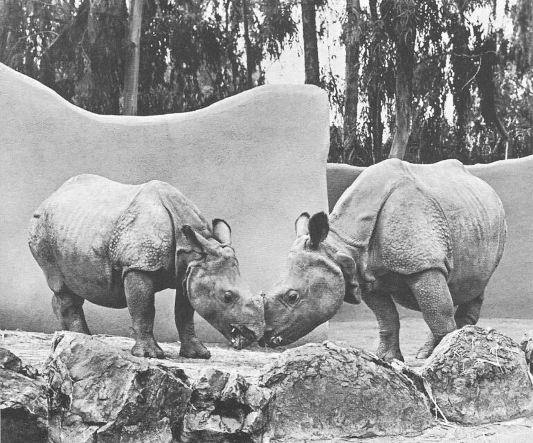 Jaypuri (F) and Lasai (M) at the San Diego Zoo (SDZ)