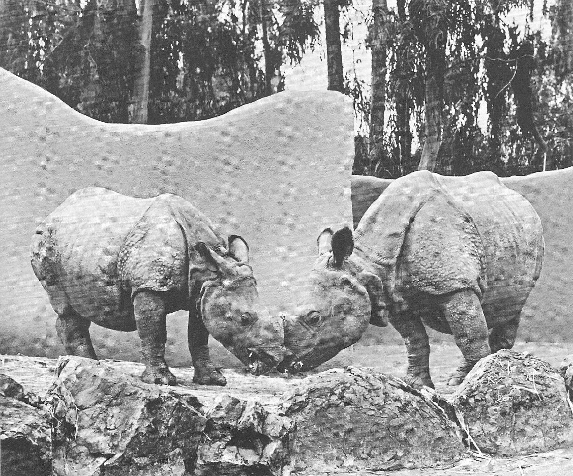 Jaypuri (F) and Lasai (M) at the San Diego Zoo (SDZ)