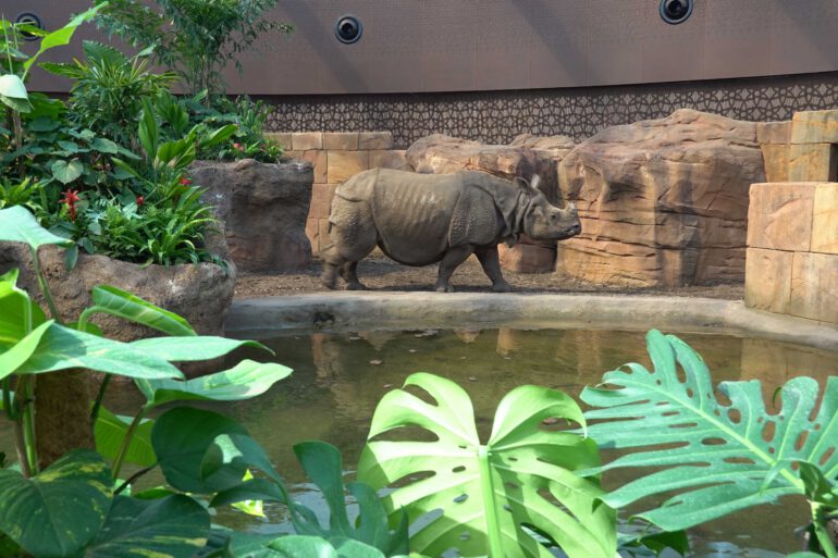 Berlin Pagoda enclosure 2023