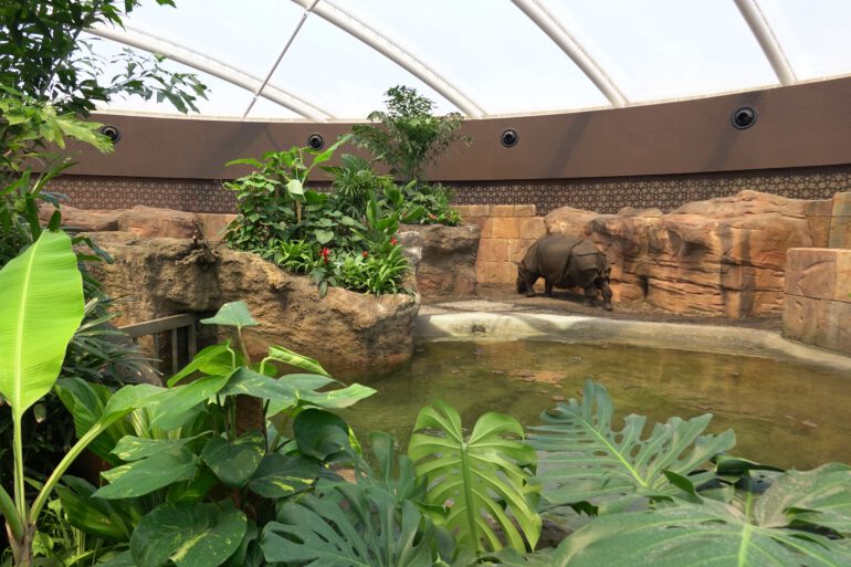 Berlin Zoo – Indian rhino