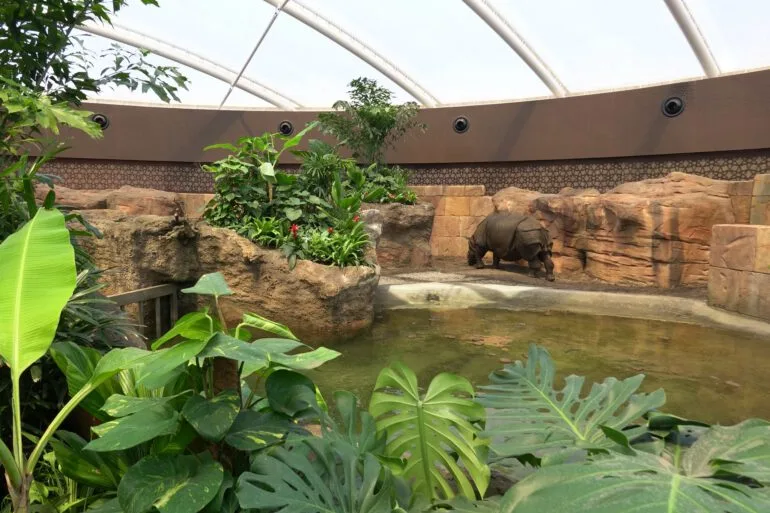 Berlin Zoo – Indian rhino