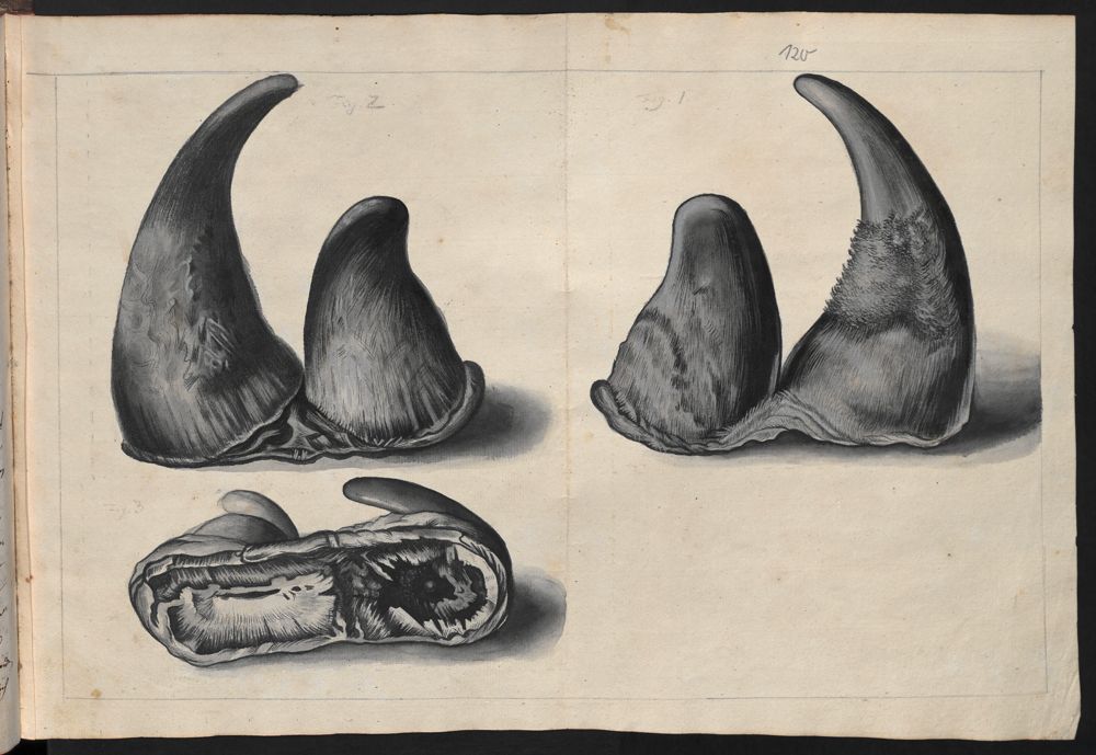 Klein – double horns 1748
