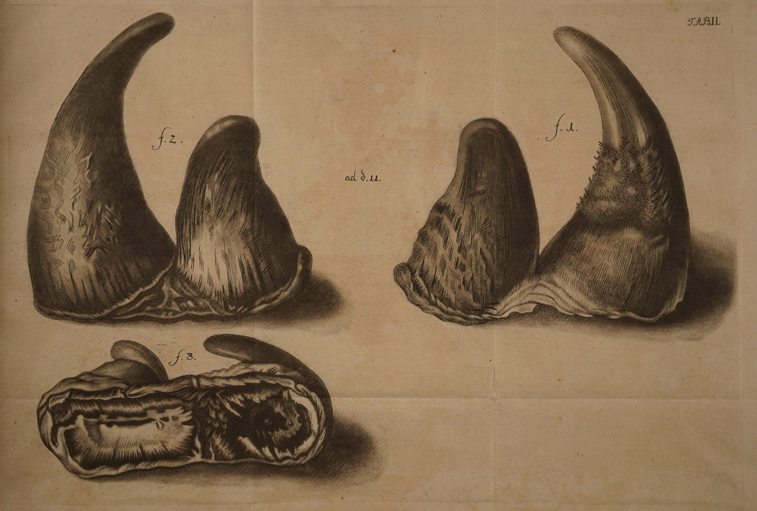 Klein – double horns 1751