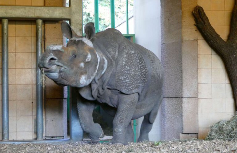 Belur in Nurnberg 2019