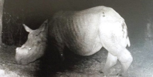 Bhutan camera trap 2018