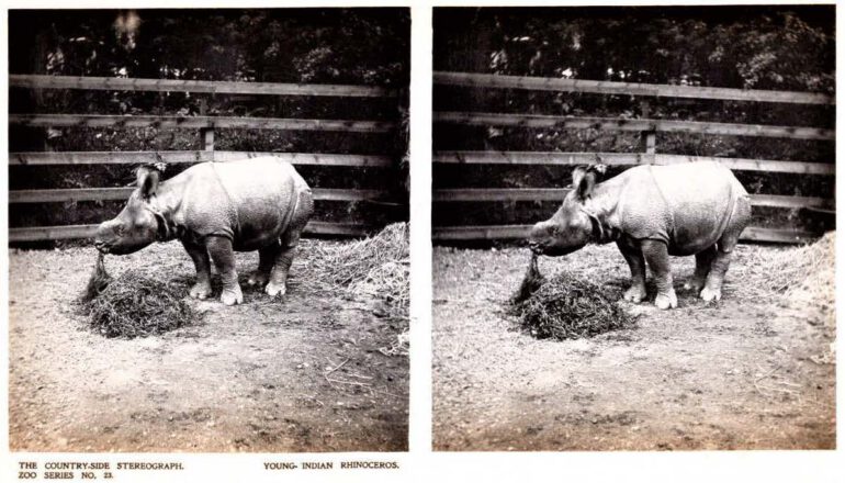 Stereographic R. unicornis London 1907