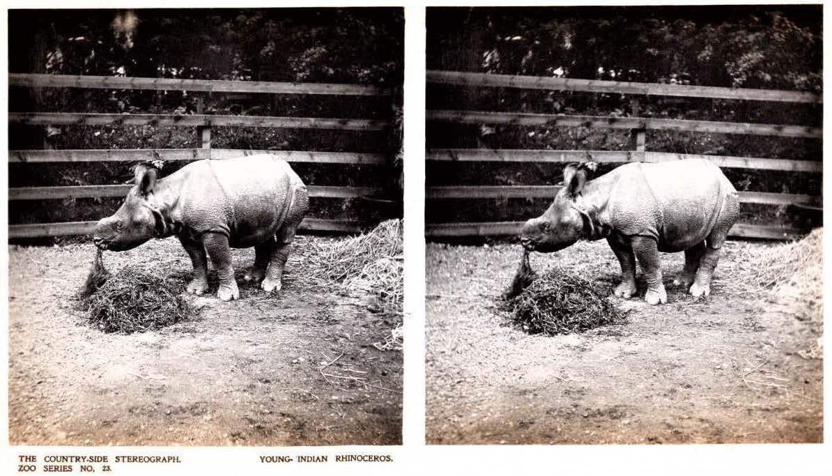 Stereographic R. unicornis London 1907