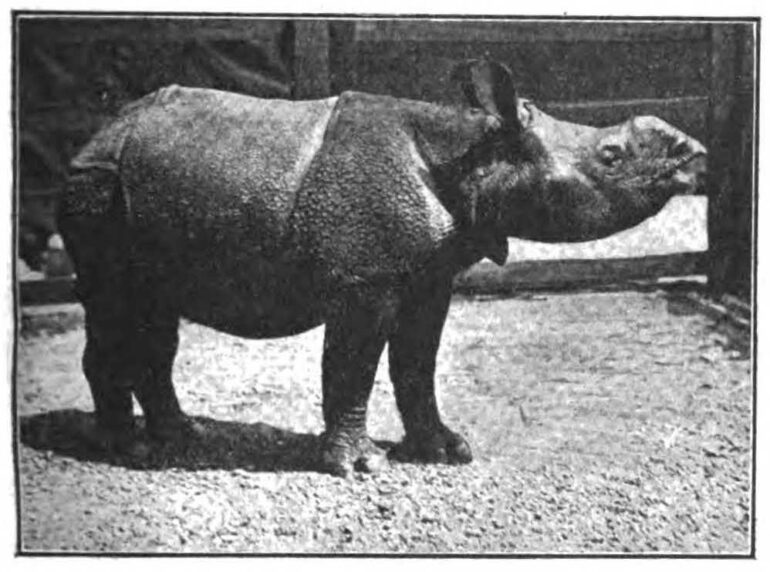 Berridge – London Zoo 1907