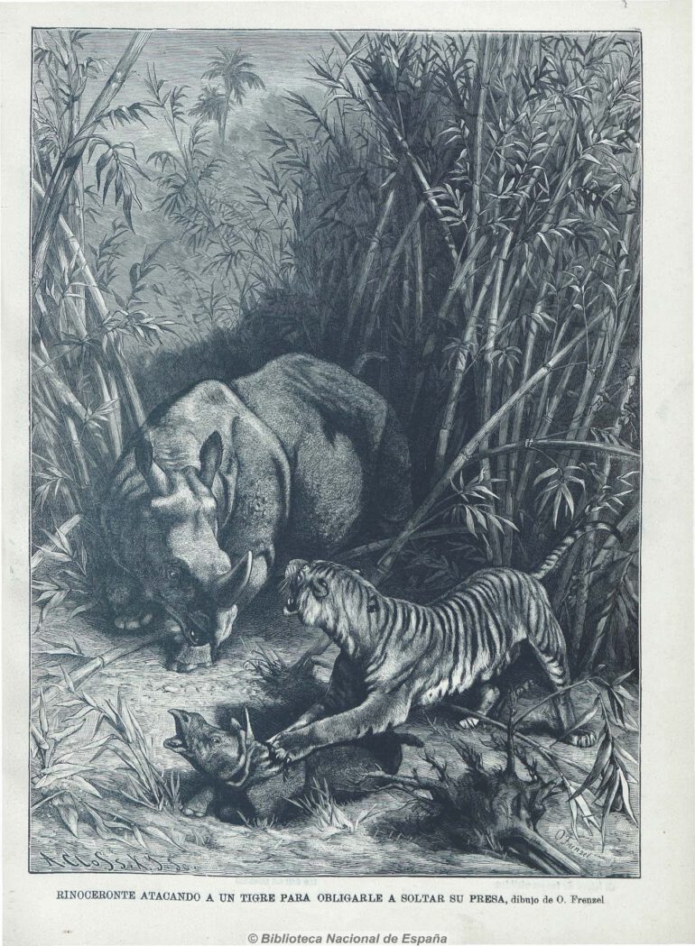 Frenzel 1904 Rhino and tiger